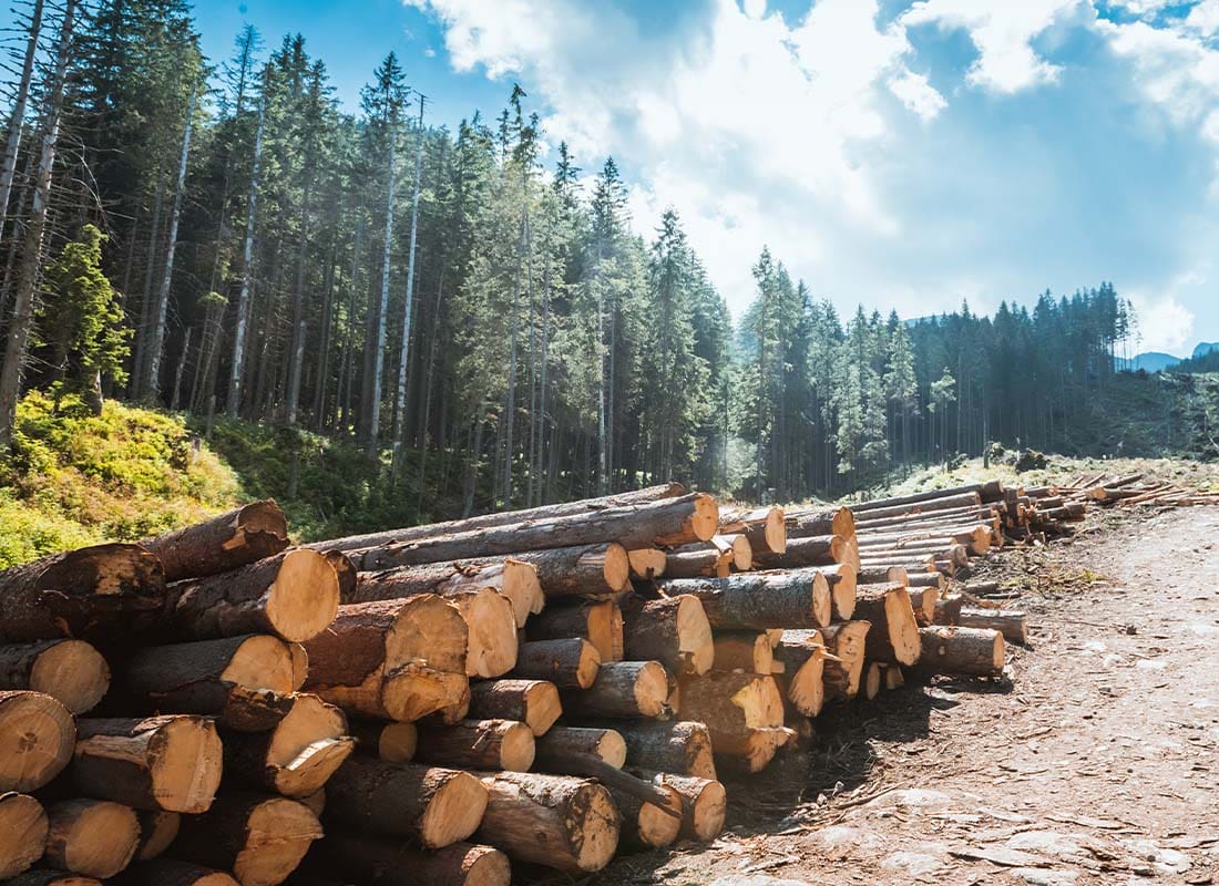 Logging Insurance - Logs Stacked Along a Forest Road After Being Cut by a Harvester Working in a Forest